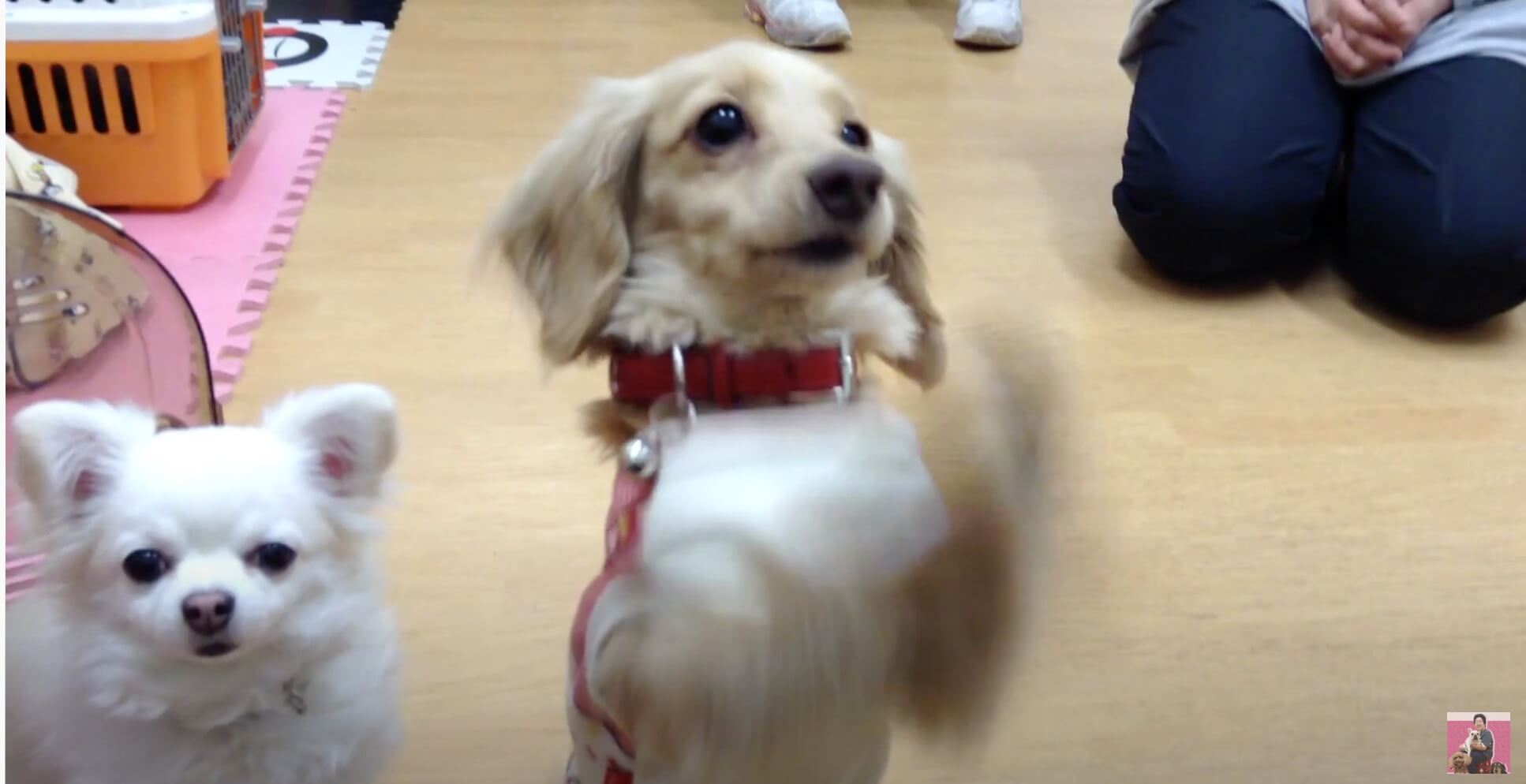 ダックスフンド,動画