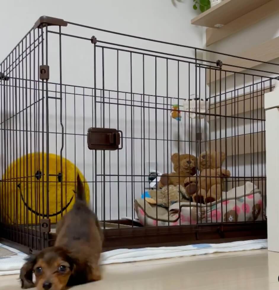 ダックスフンド,動画