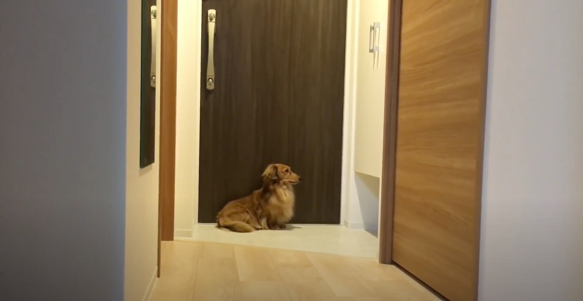 ダックスフンド,動画