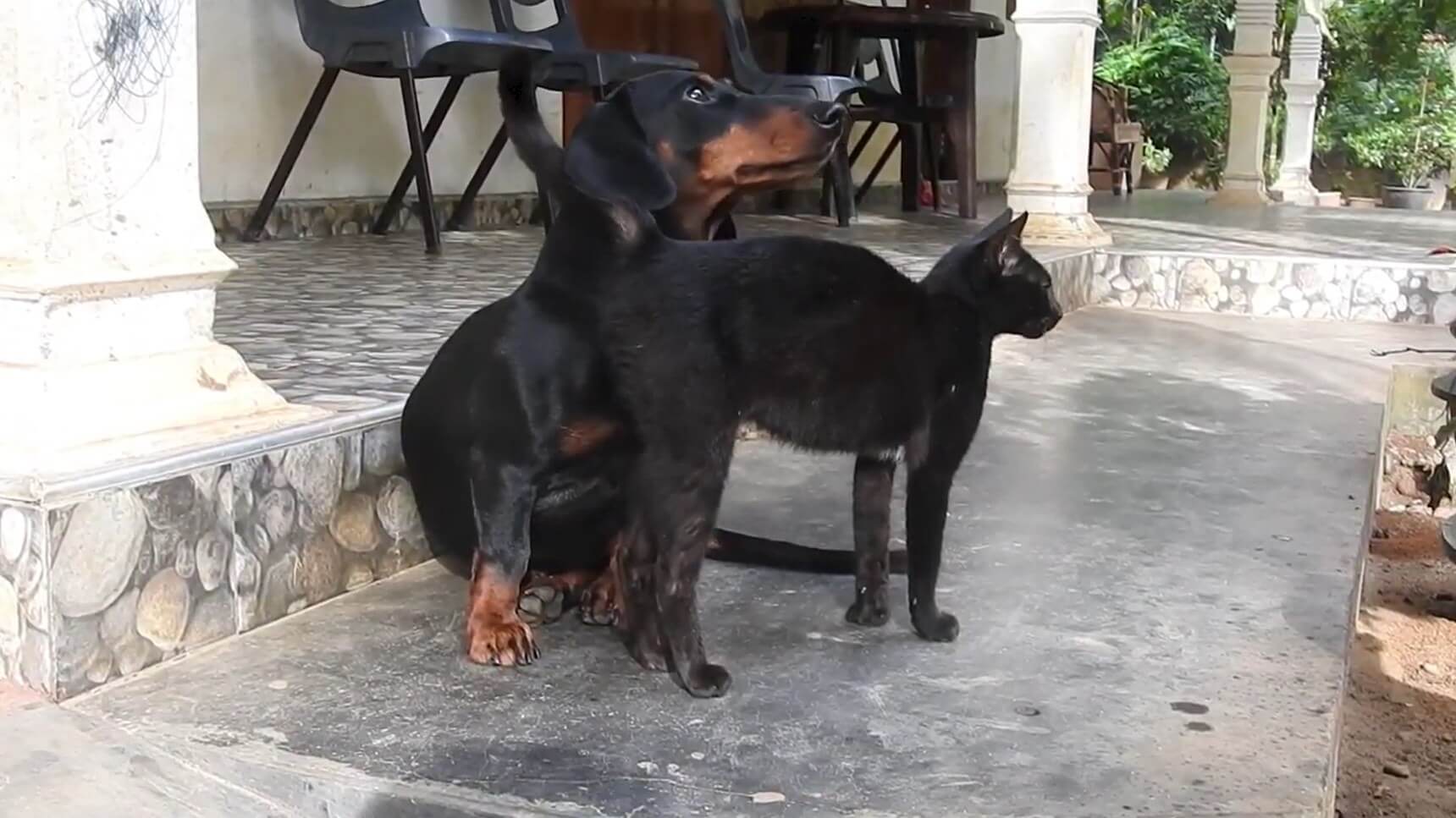 ダックスフンド,動画