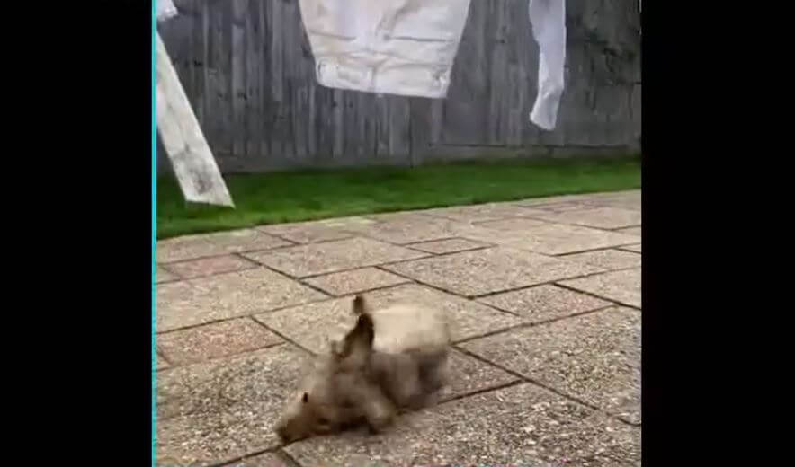 ダックスフンド,動画