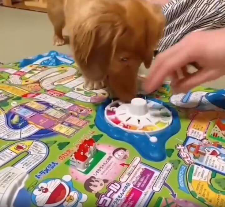 ダックスフンド,動画