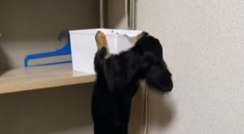 ダックスフンド,動画