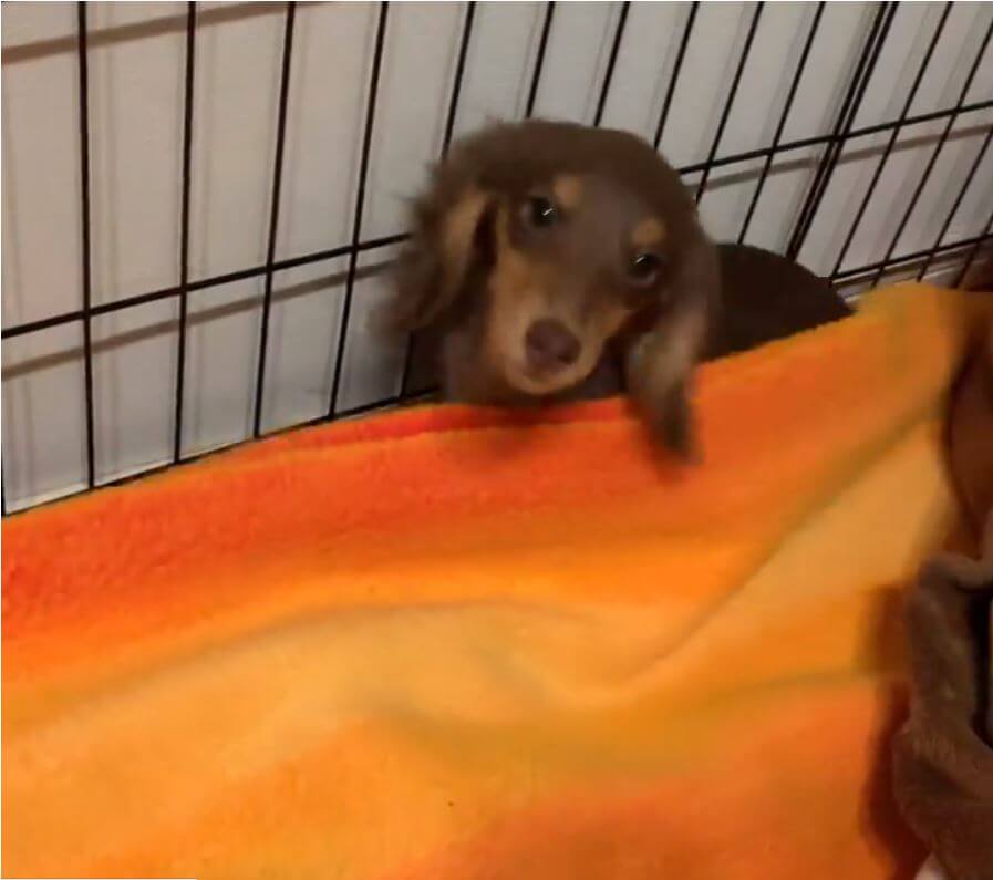 ダックスフンド,動画