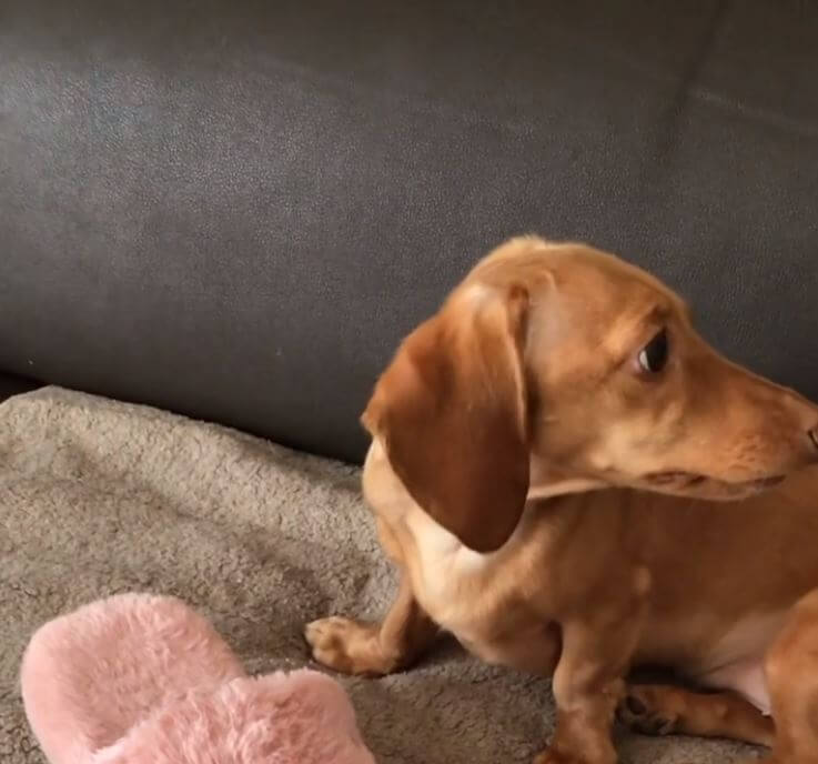 ダックスフンド,動画