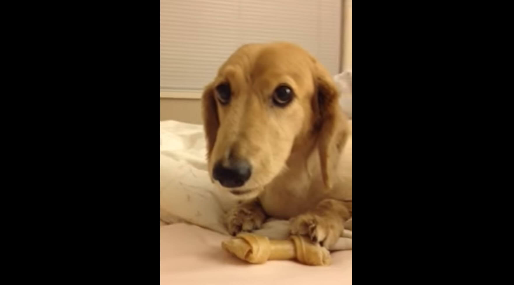 ダックスフンド,動画