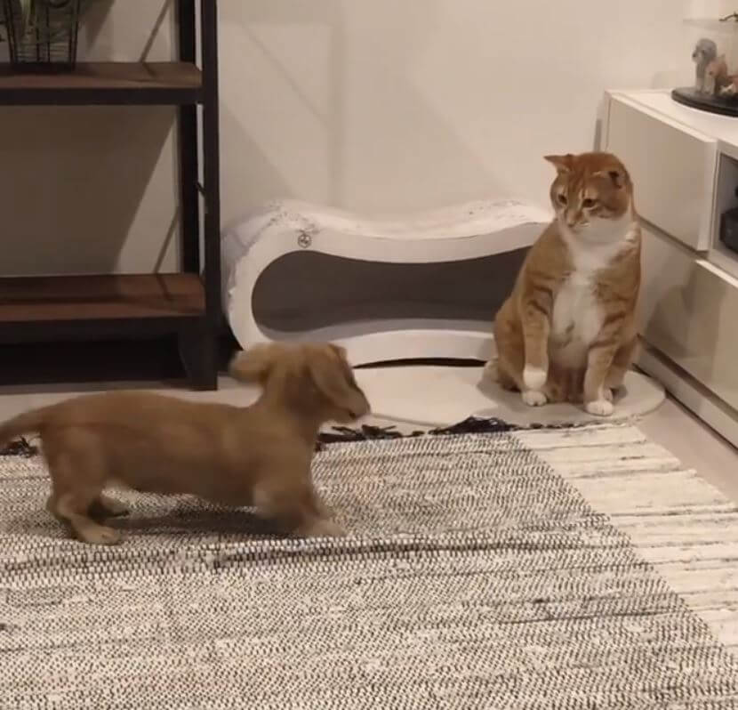 ダックスフンド,動画