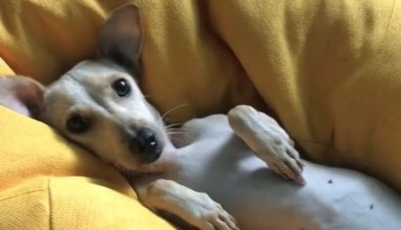 ダックスフンド,動画