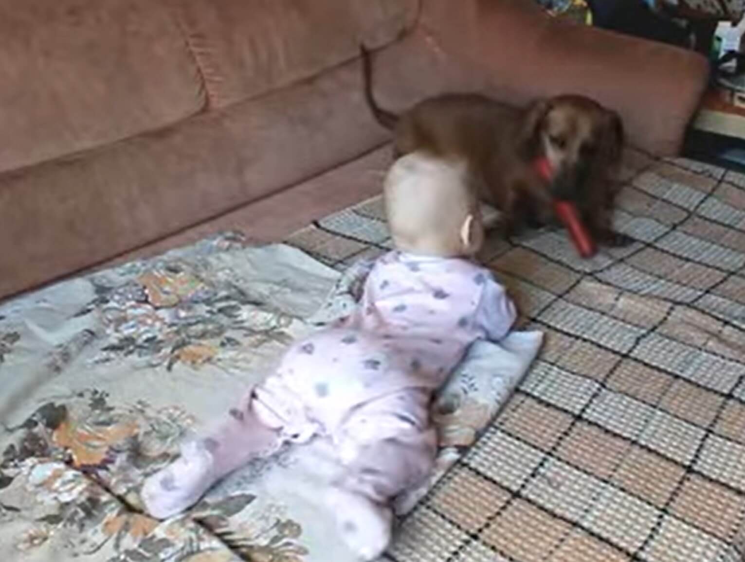 ダックスフンド,動画