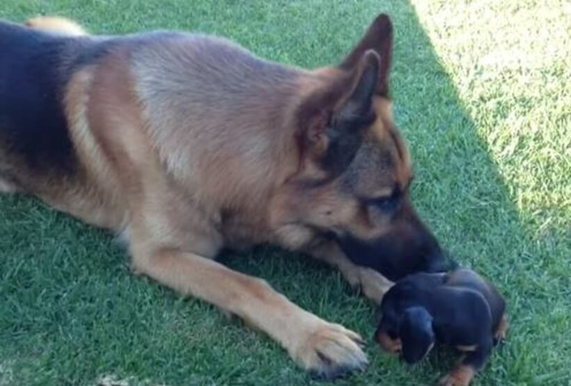 ダックスフンド,動画