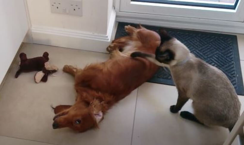 ダックスフンド,動画