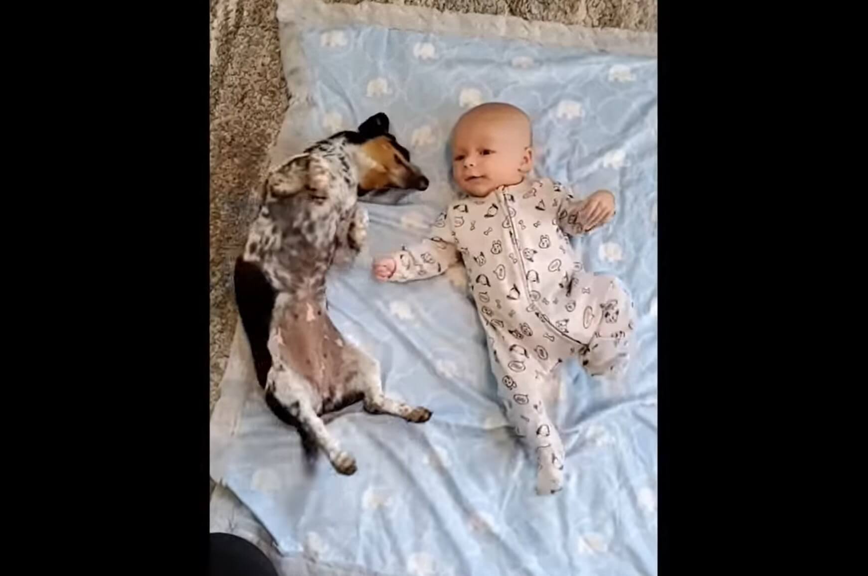 ダックスフンド,動画