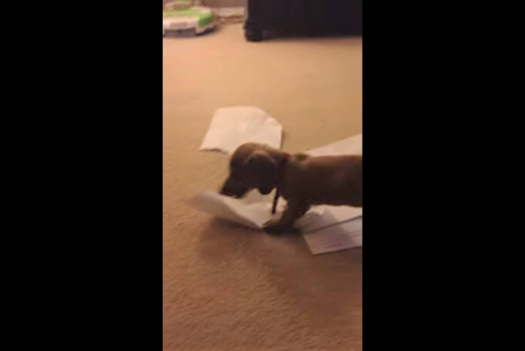 ダックスフンド,動画