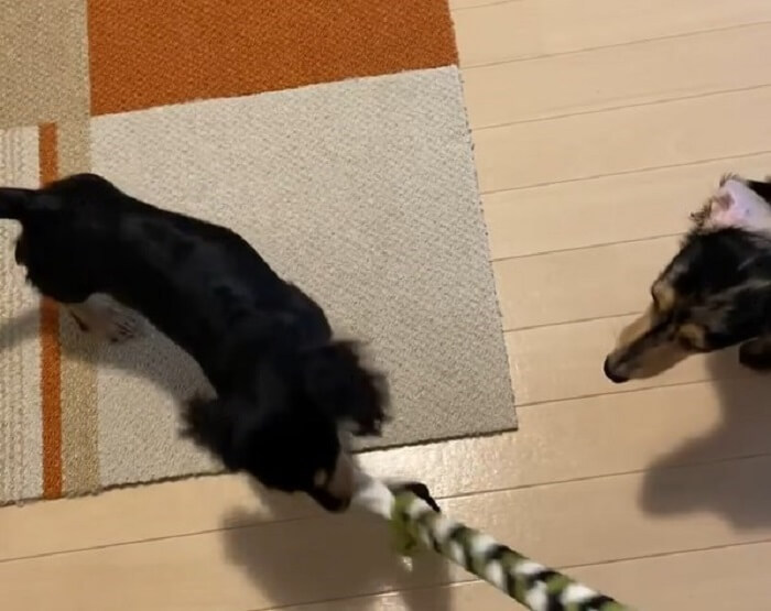 ダックスフンド,動画