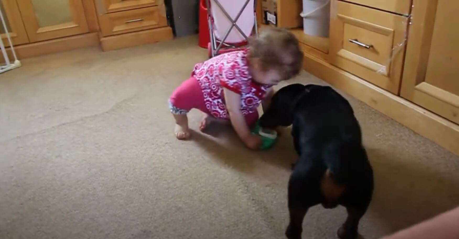 ダックスフンド,動画