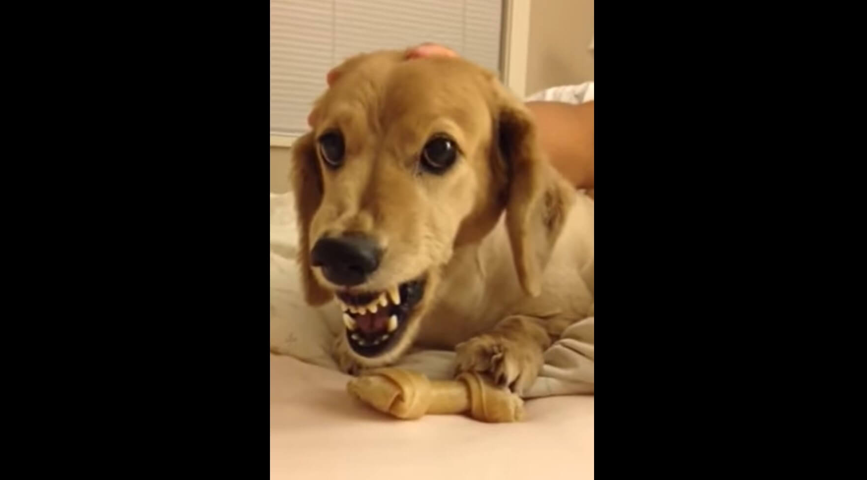 ダックスフンド,動画