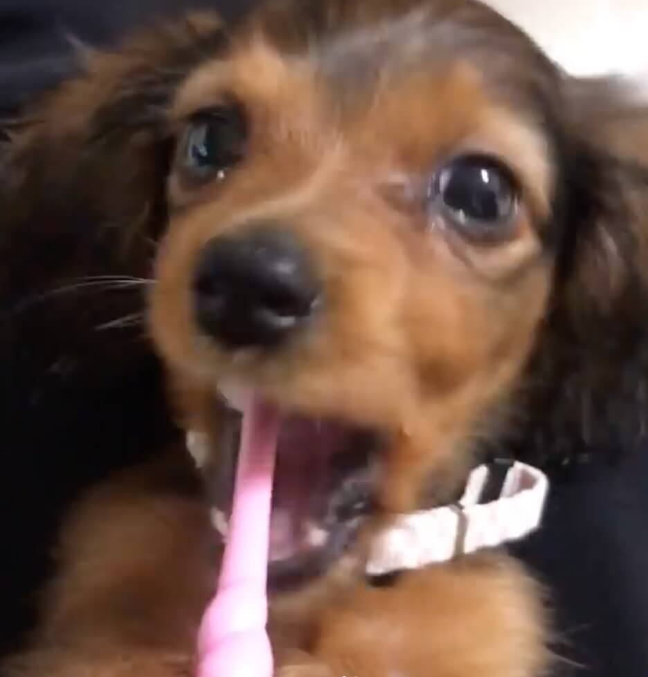 ダックスフンド,動画