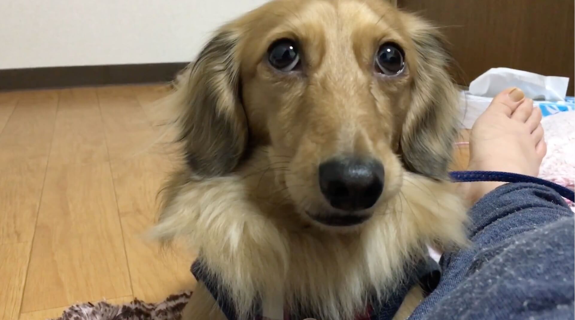 ダックスフンド,動画