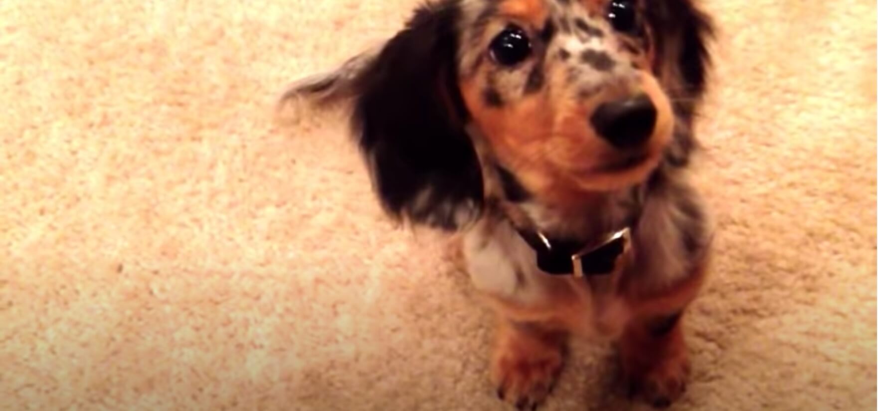 ダックスフンド,動画