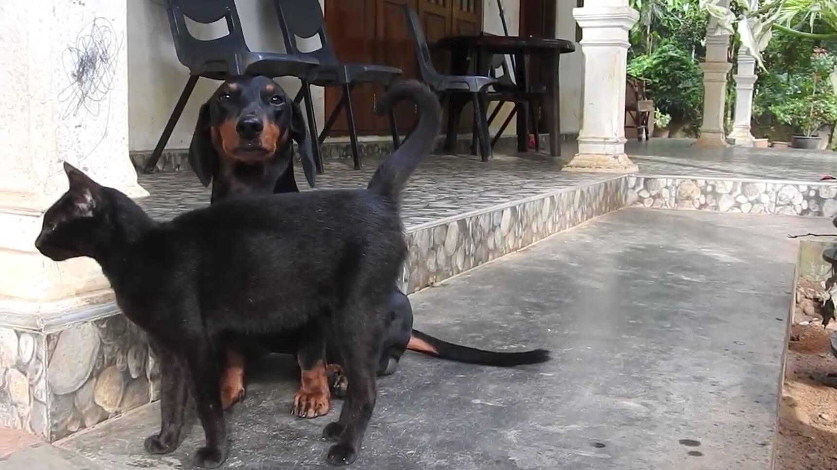 ダックスフンド,動画