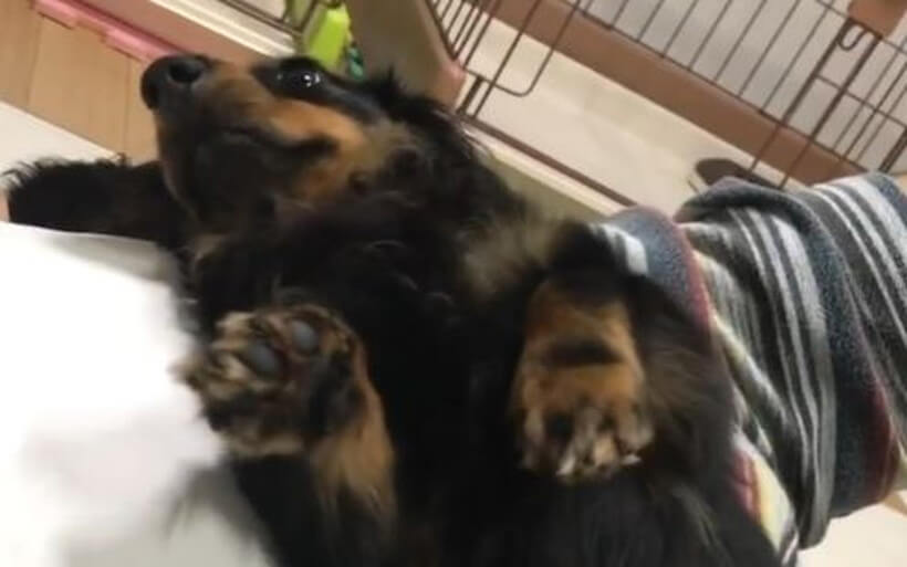 ダックスフンド,動画