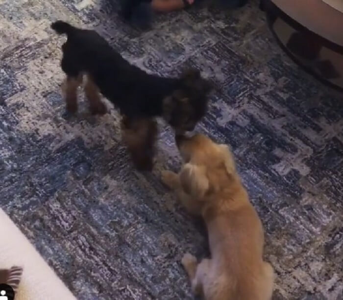 ダックスフンド,動画