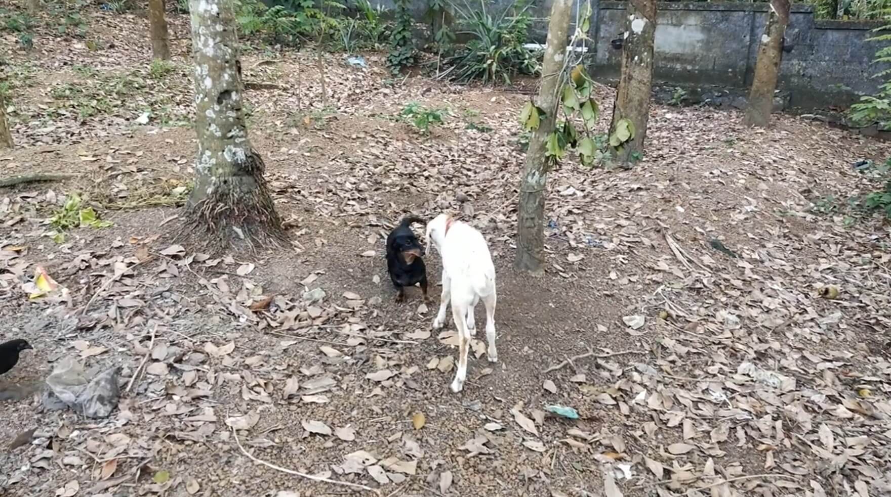 ダックスフンド,動画