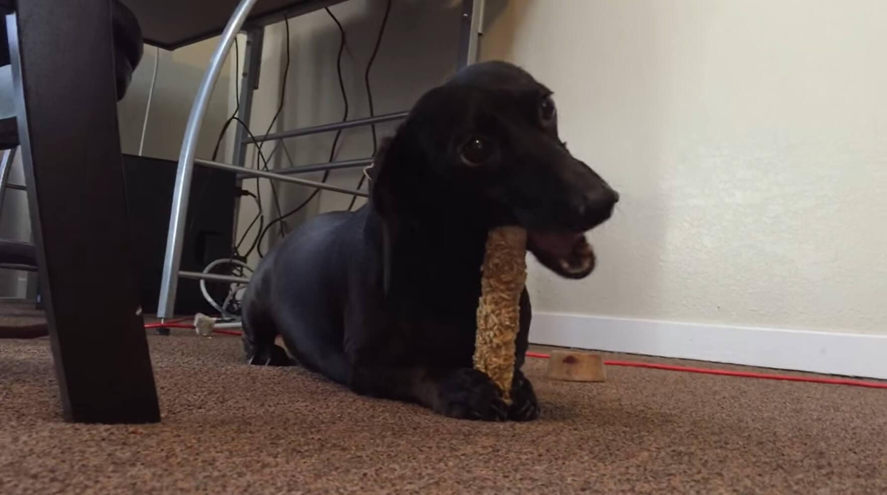 ダックスフンド,動画