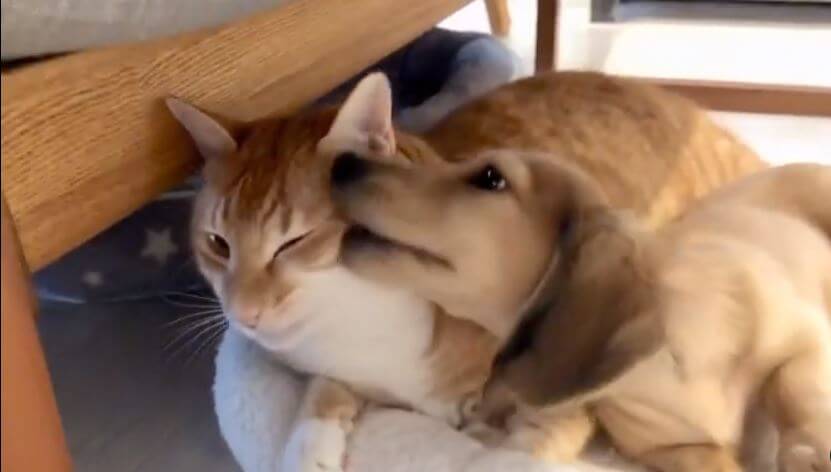 ダックスフンド,動画