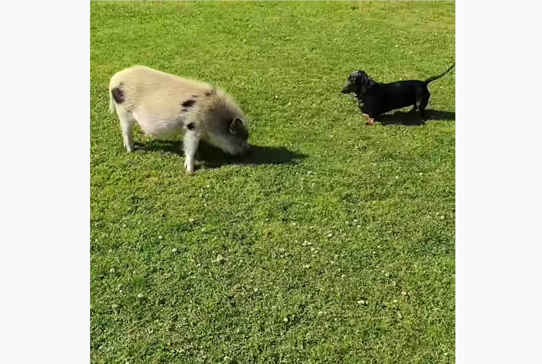 ダックスフンド,動画