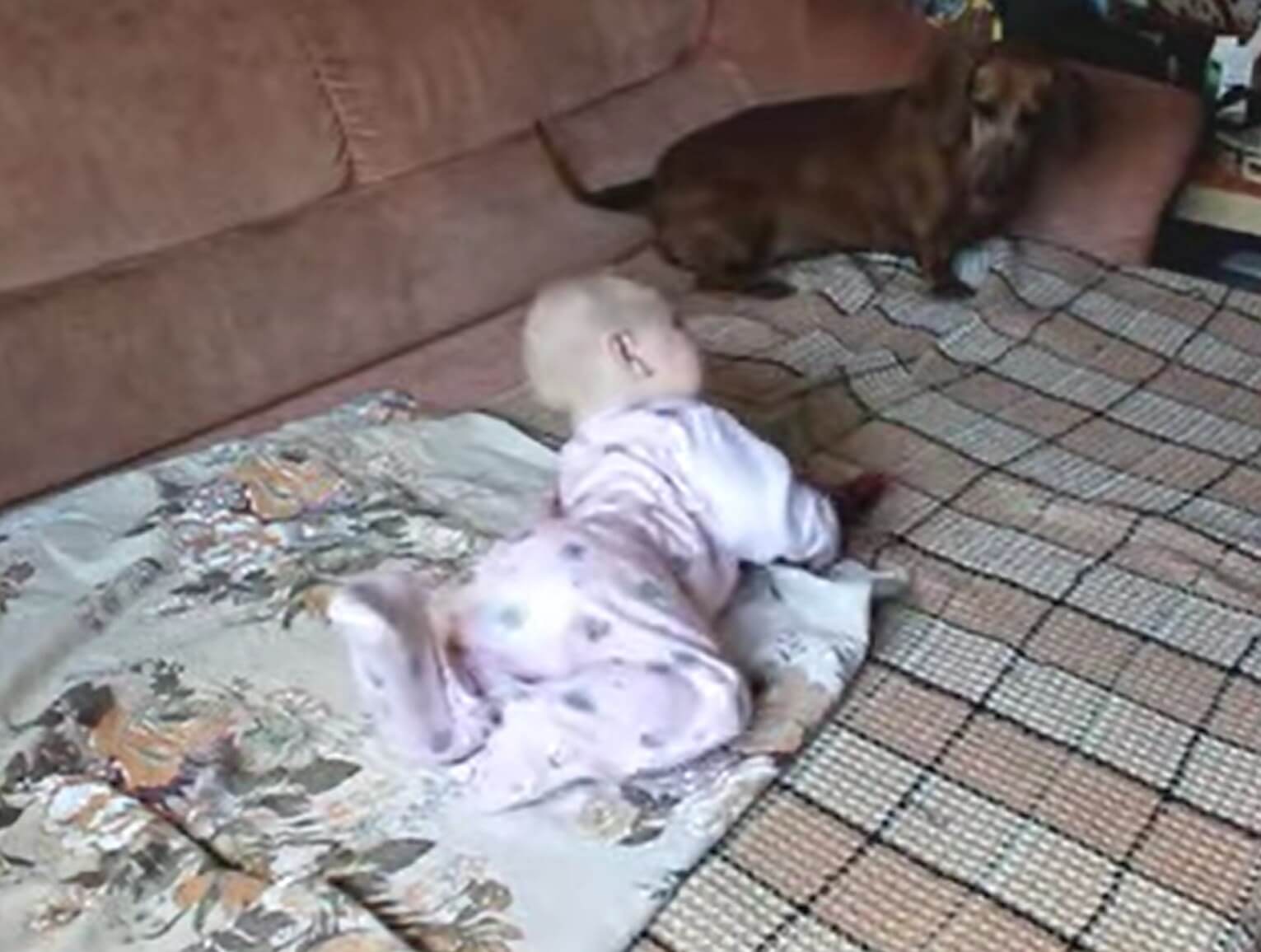 ダックスフンド,動画