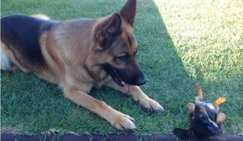 ダックスフンド,動画