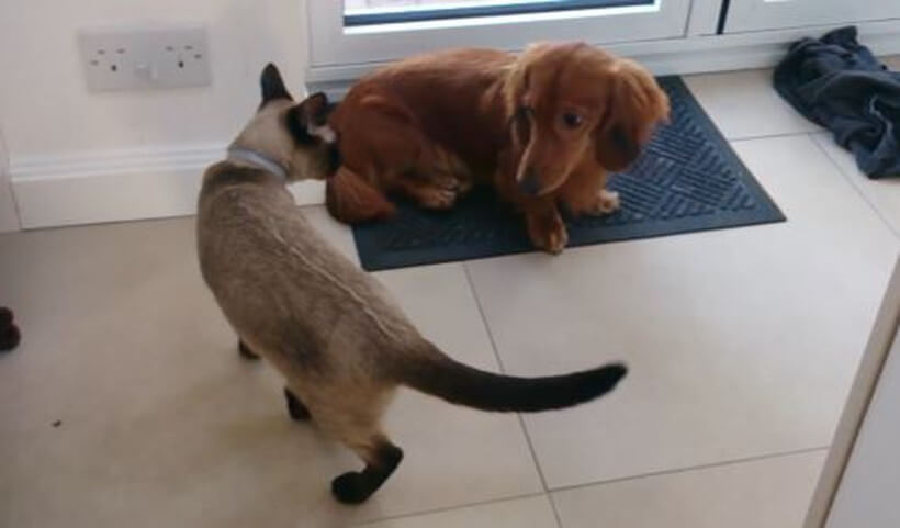 ダックスフンド,動画