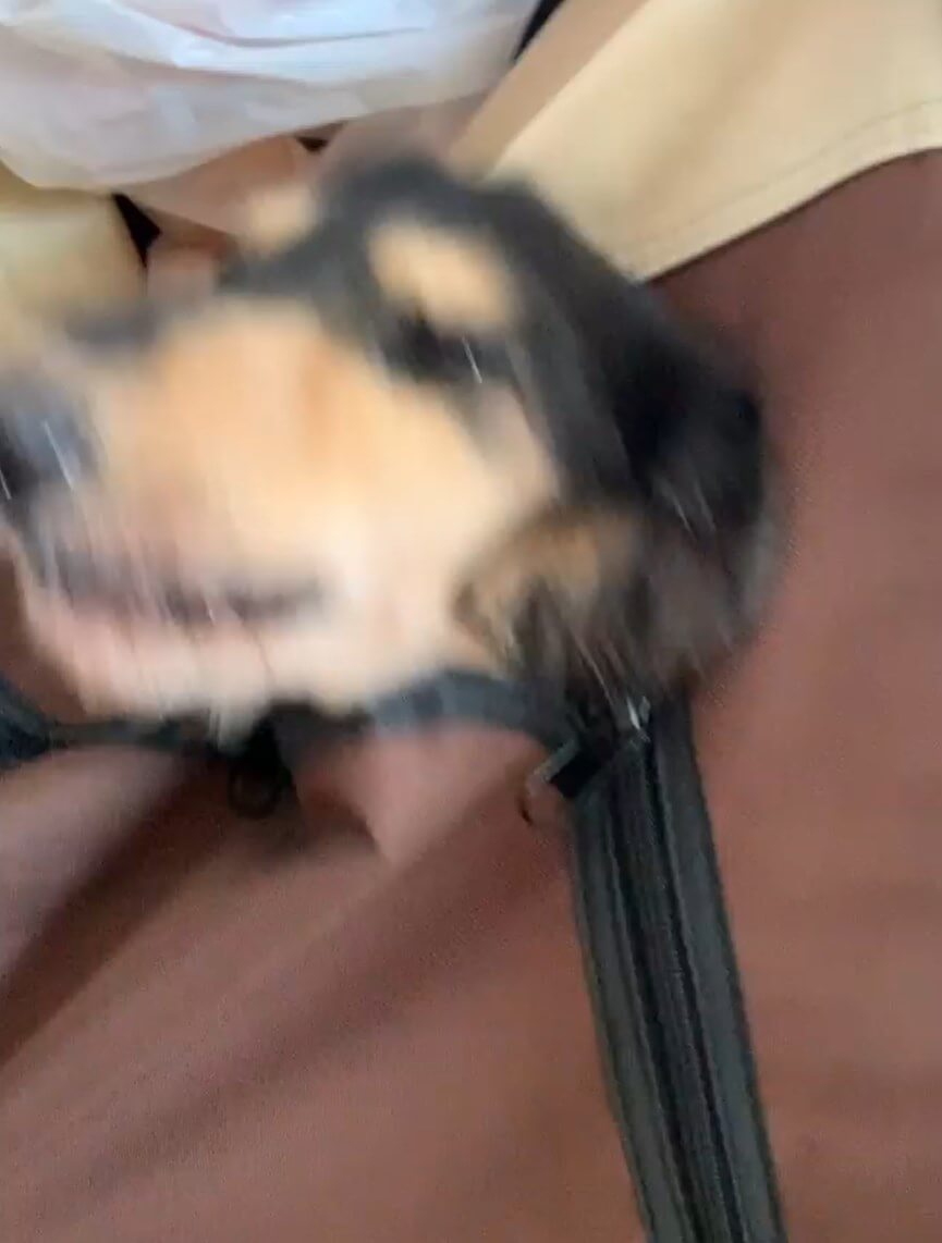 ダックスフンド,動画