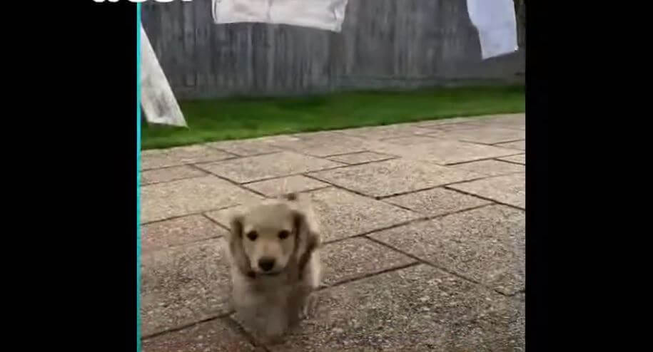 ダックスフンド,動画