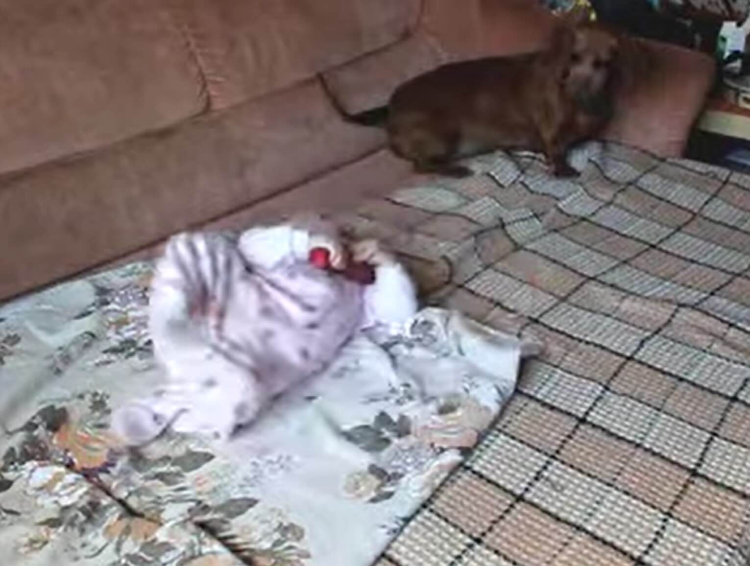 ダックスフンド,動画