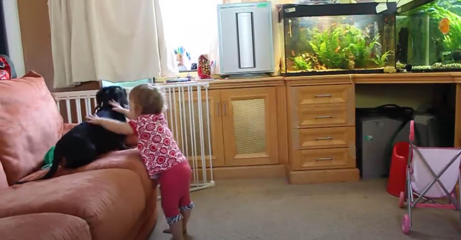 ダックスフンド,動画