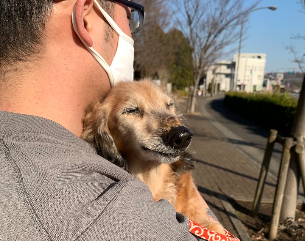 ダックスフンド