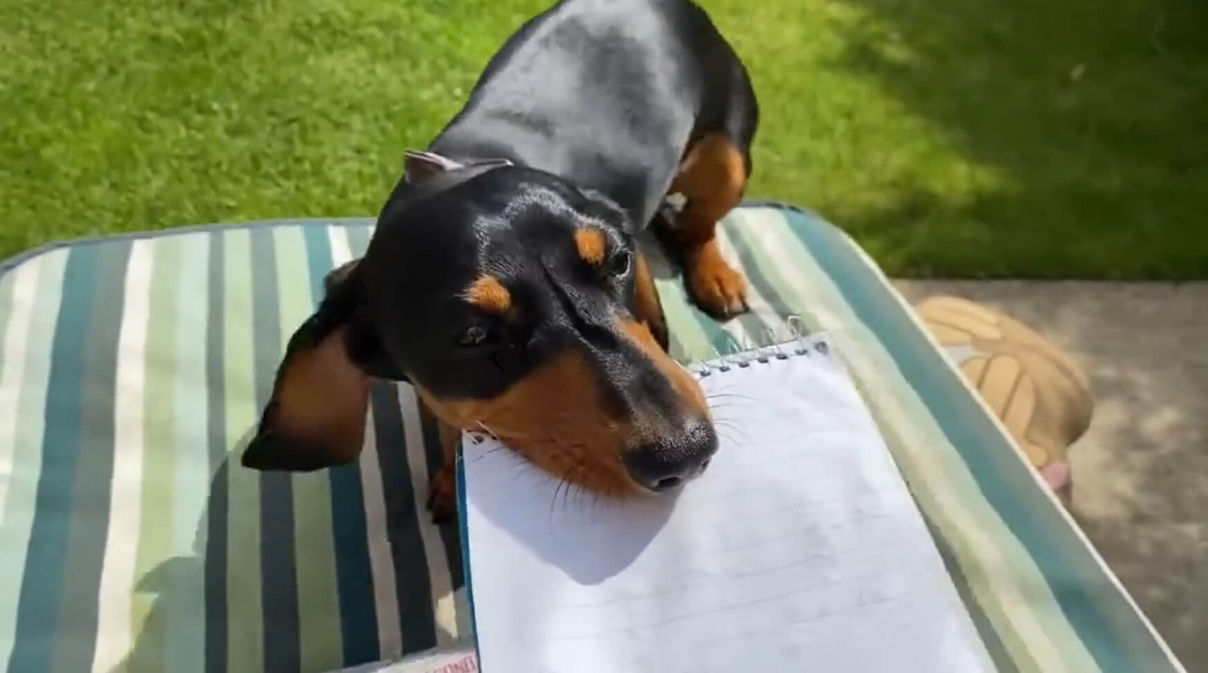 ダックスフンド,動画