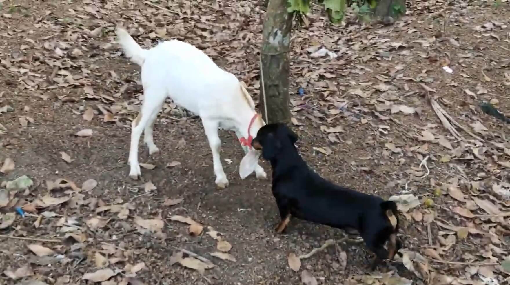 ダックスフンド,動画