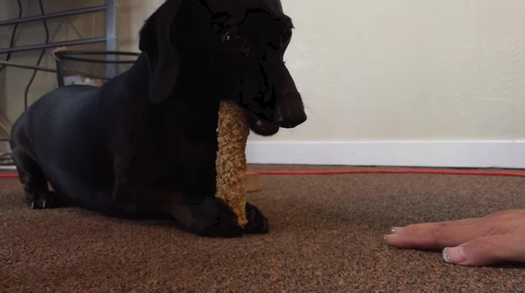 ダックスフンド,動画