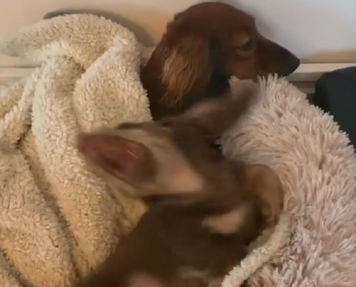 ダックスフンド,動画