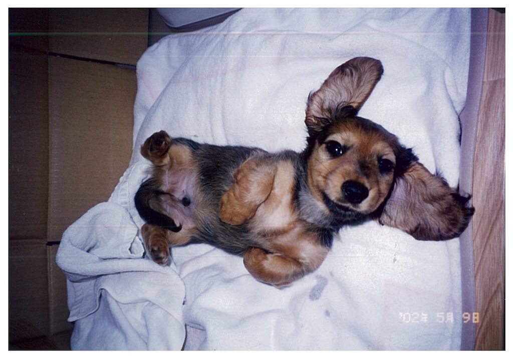 ダックスフンド