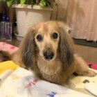 【取材】19歳目前のココア。献身的な介護とストレスフリーの生活で20歳を目指す