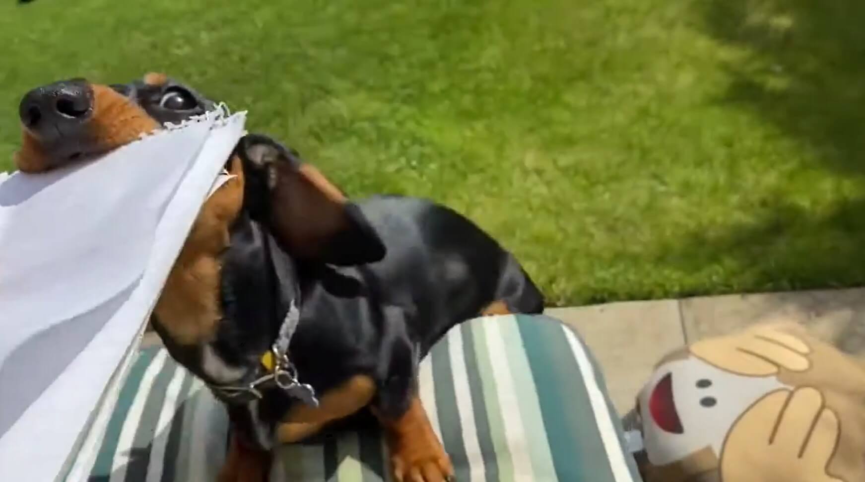 ダックスフンド,動画