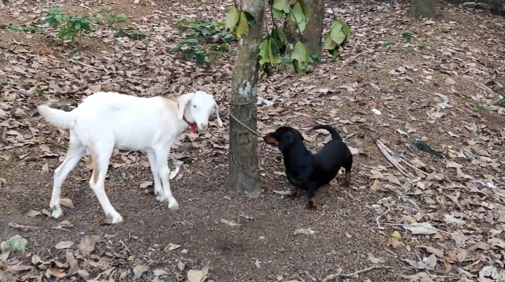 ダックスフンド,動画