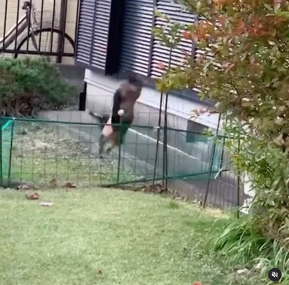 ダックスフンド,動画