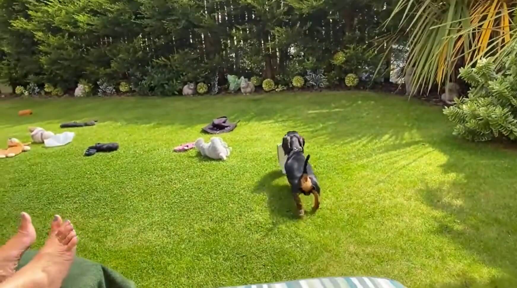 ダックスフンド,動画