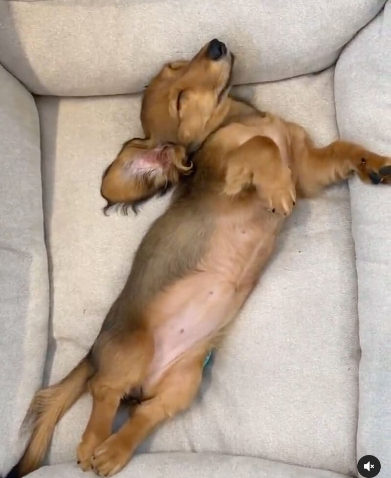 ダックスフンド,動画