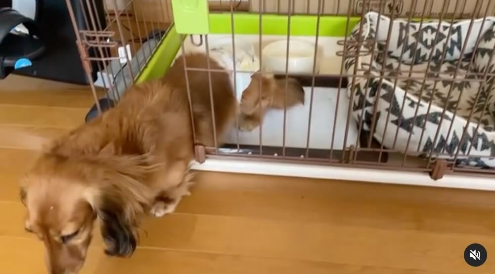 ダックスフンド,動画